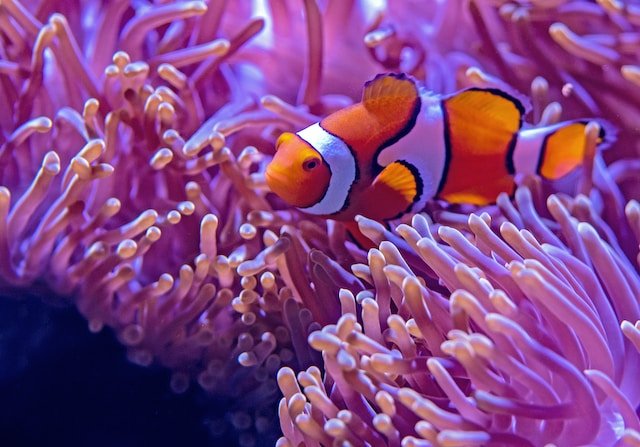 clown anemone sitting near an anemone